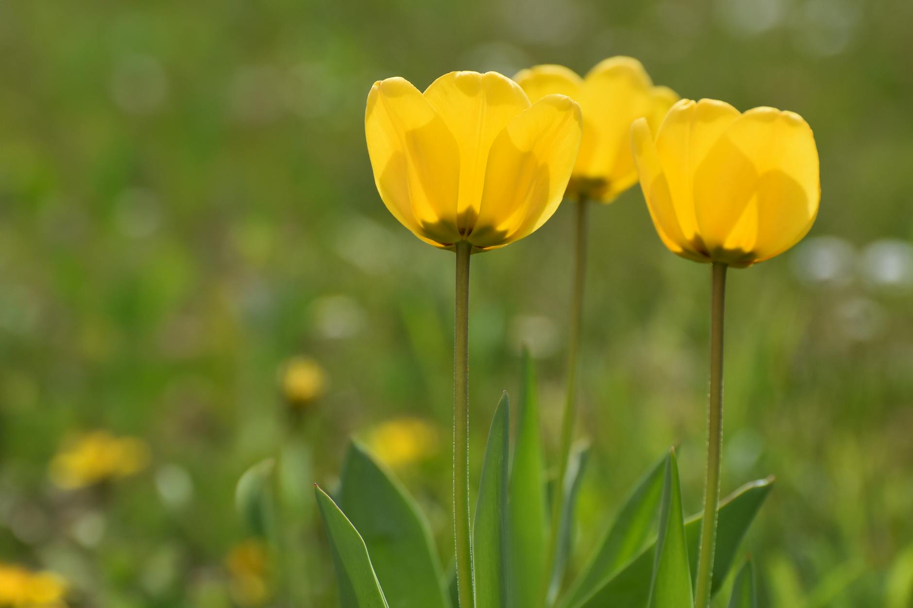 4. Ochrona przed szkodnikami