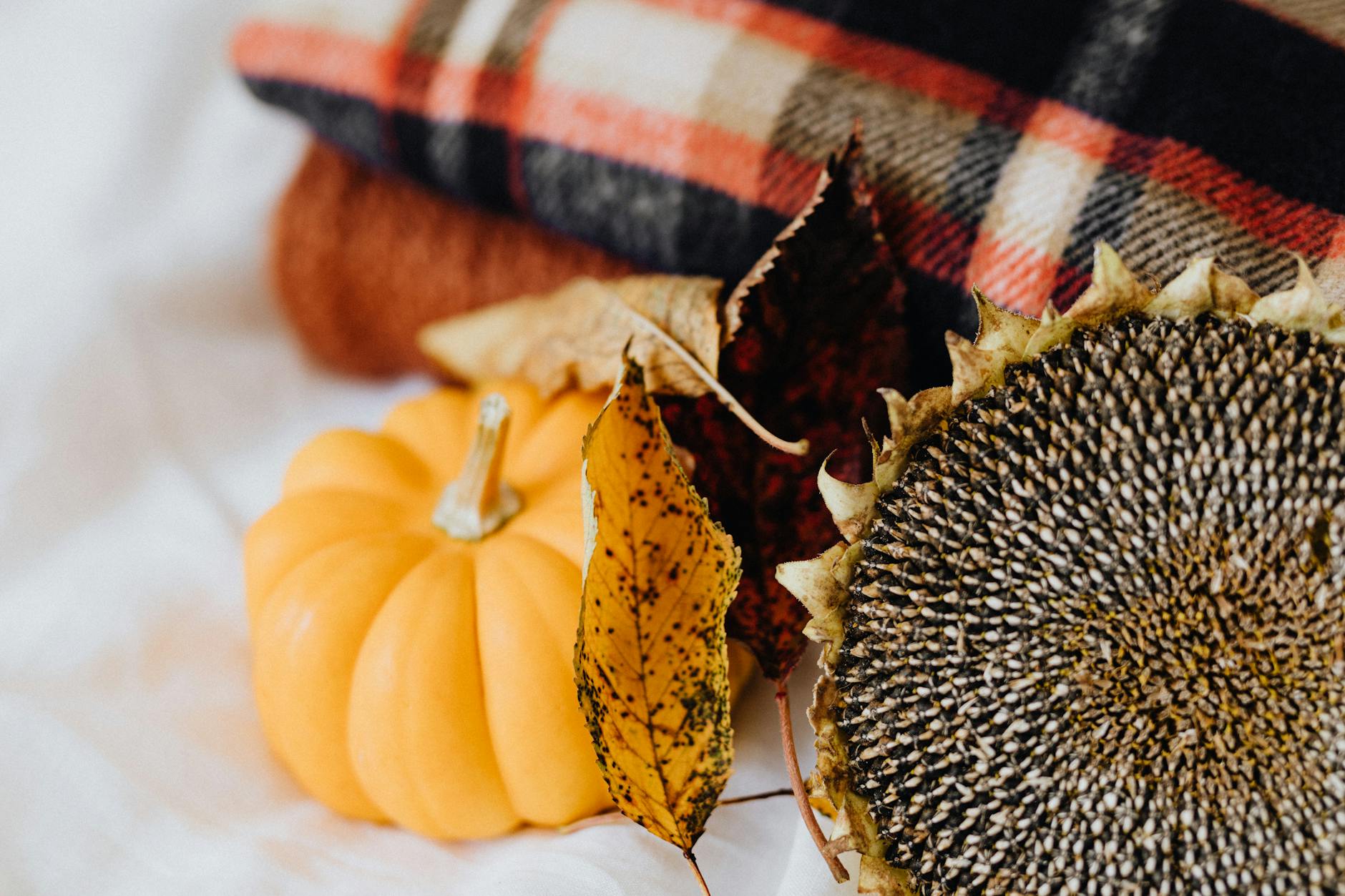 Dekoracje jesienne: Jak wprowadzić jesień do wnętrza (Dom i Ogród)
